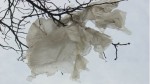 plastic bag_1_0