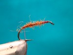 Caddis adult 003