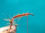 Caddis adult 004