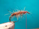 Caddis adult 005