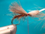 Caddis adult 006