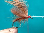Caddis adult 007