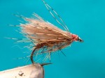 Caddis adult 008