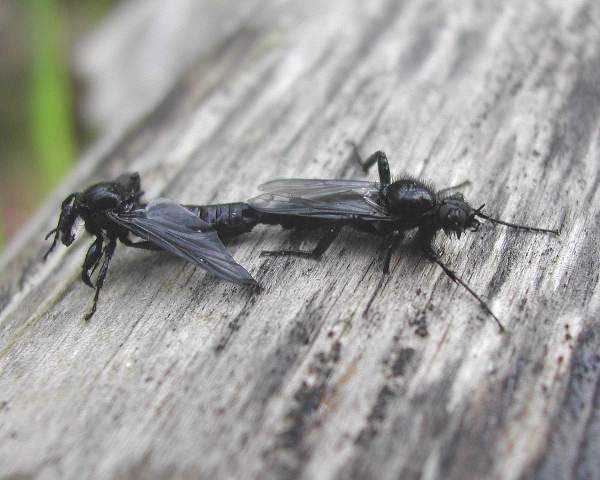 Crne prolećne mušice