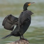 Phalacrocorax-auritus-slika