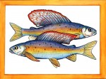 grayling511d40c8e590e.jpg
