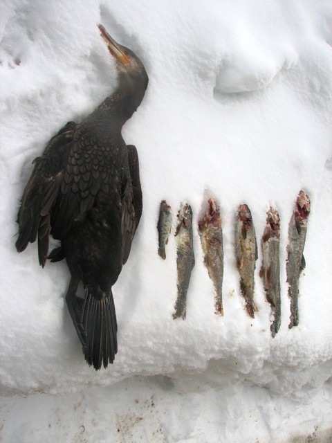 obrok kormorana