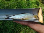 DSC09063.JPG