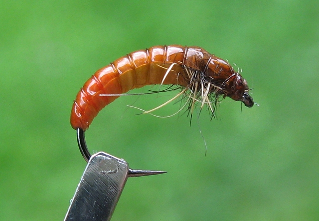 Larva Tulara