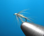 Pale Watery Flymph web