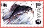 Poljska Thymallus_thymallus_7