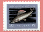 Polska-shows-thymalus-thymalus-one-photo-from-series-River-fishes-circa-1950s