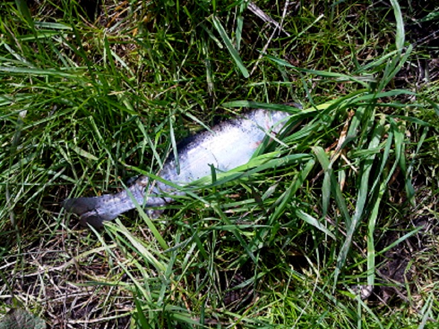 Tenkara 23 web