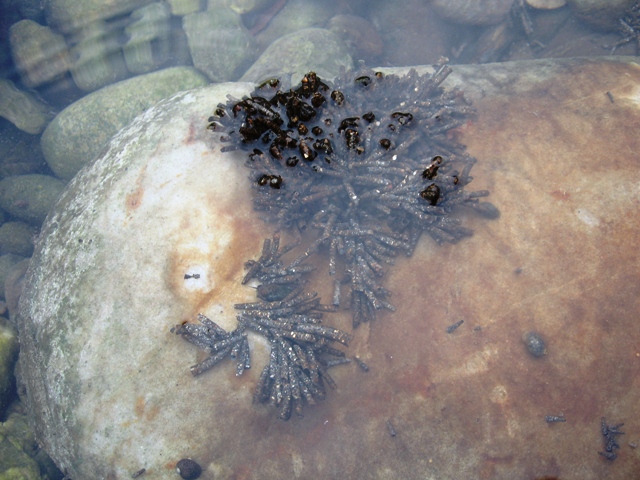 kucice tulara u vodi web