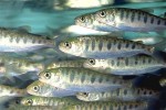 smolt5150b9cb9ced0.jpg
