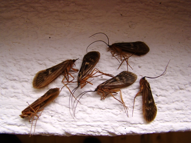 tulari adult uginuli web