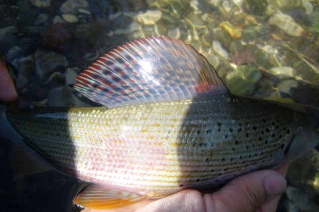 Lipljan Gradac Martic 3 web