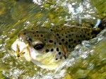 Pastrmke-alija-25162fe4745e44.jpg