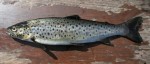 Pastrmke-alija-85162fe258a079.jpg
