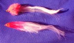 Red Head – 15-16cm web