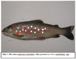 mekousna-hrvatska-podvrsta.jpg