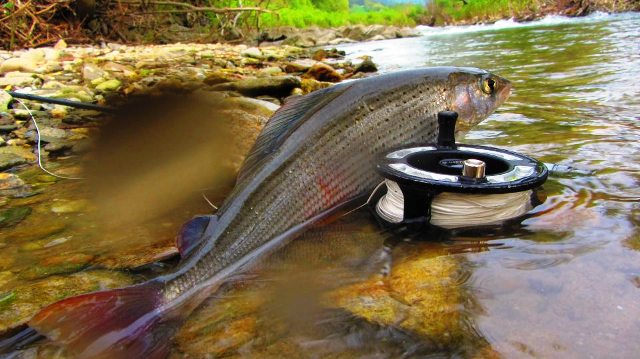 Tri vrste riba - Davorin Meršak | List MUŠIČAR