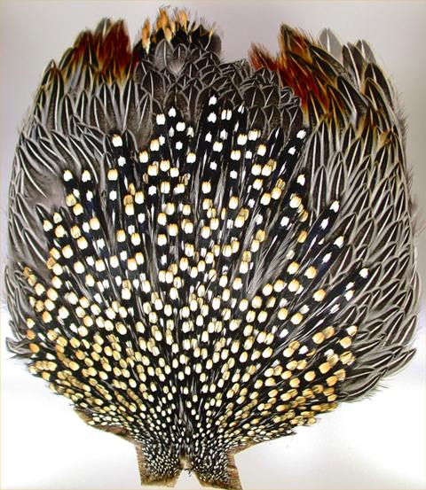 Junglecock perje web