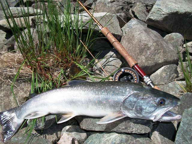 LILOOET RIVER Maj 15 026 web
