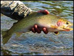 cutthroat-trout.jpg