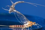 slika br.5 criple fly web