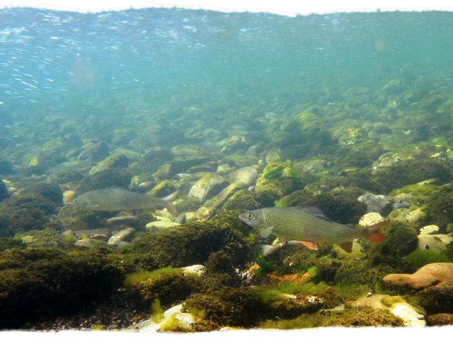 slika (3) web