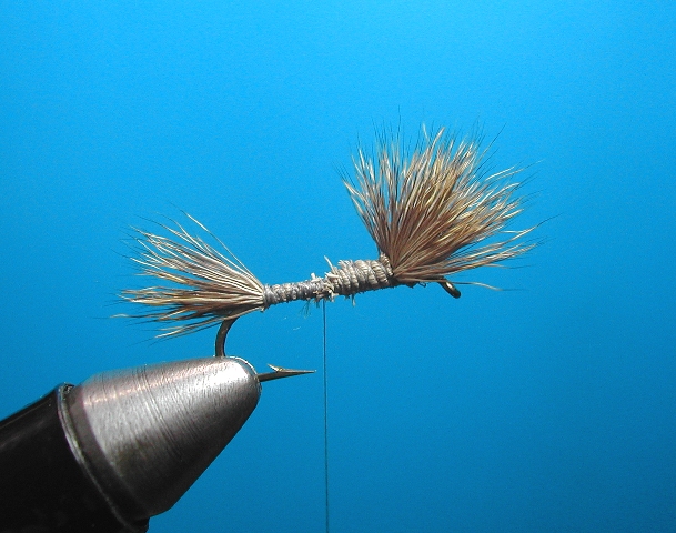 Gray wulff web2