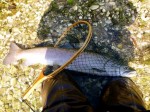 Mladica 85cm joze web 6