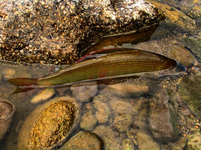 lipljan 48cm web2