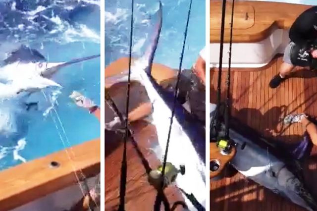350lb-Blue-Marlin-Jumps-into-cockpit-of-Marlin-Darlin