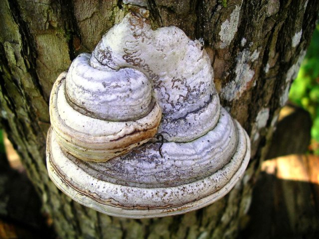 Fomes_fomentarius web