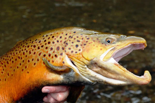 brown-trout-face-6 Kype web