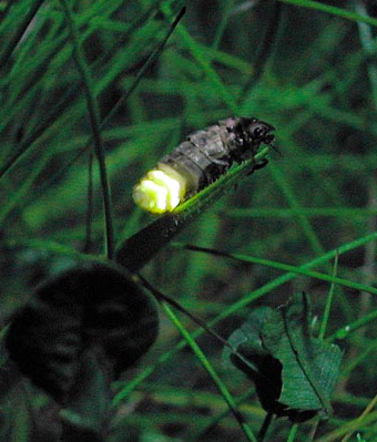 glow-worm 1