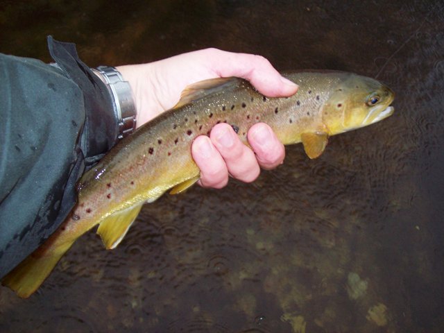 test longparish pastrmka u ruci web