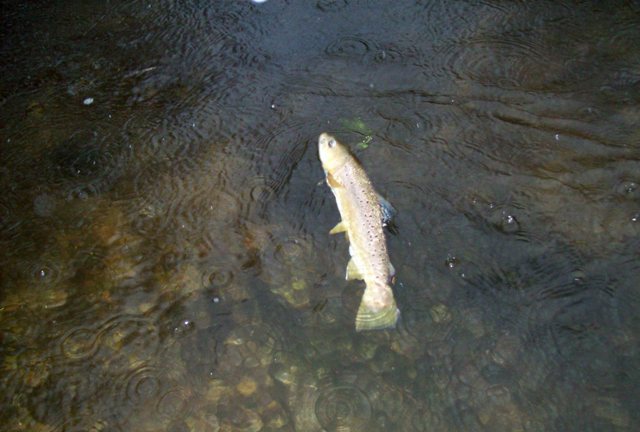 test longparish pastrmka u vodi web