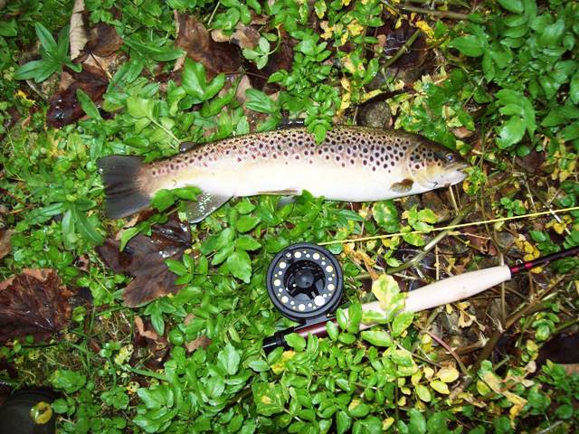 test orvis pastrmka druga web