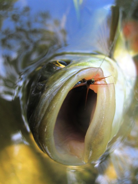 Ogromna usta pa odlucite velicinu udice web