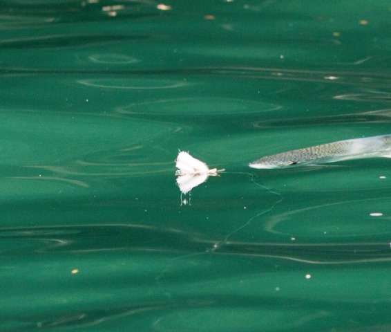 Trout in plain sight web1