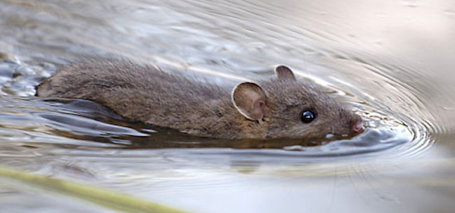 bass-bug-swimming-mouse