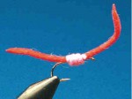 san-juan-worm 2006