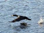 thumb_web_kormoran-250×190