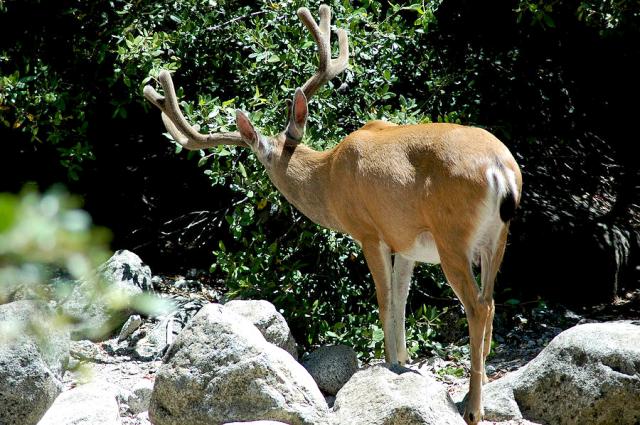 yosemite-mule-deer-buck-tail-web