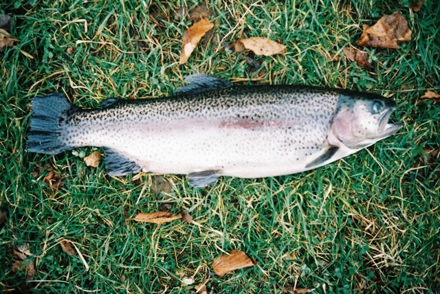 2. Zenka kalif.pastrmke web