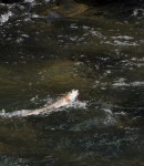 Krka-web12.JPG