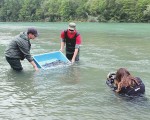 The-Story-of-a-Danube-Salmon-Liquid-Art-Releasing-Fish